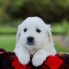 Image of Porter, a Golden Retriever puppy