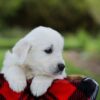 Image of Porter, a Golden Retriever puppy