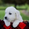 Image of Porter, a Golden Retriever puppy