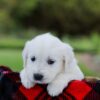 Image of Porter, a Golden Retriever puppy