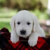 Image of Prince, a Golden Retriever puppy