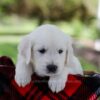 Image of Prince, a Golden Retriever puppy