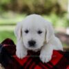Image of Prince, a Golden Retriever puppy