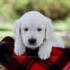 Image of Prince, a Golden Retriever puppy