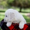 Image of Prince, a Golden Retriever puppy