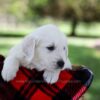 Image of Prince, a Golden Retriever puppy