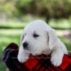Image of Prince, a Golden Retriever puppy