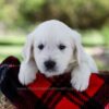 Image of Prince, a Golden Retriever puppy