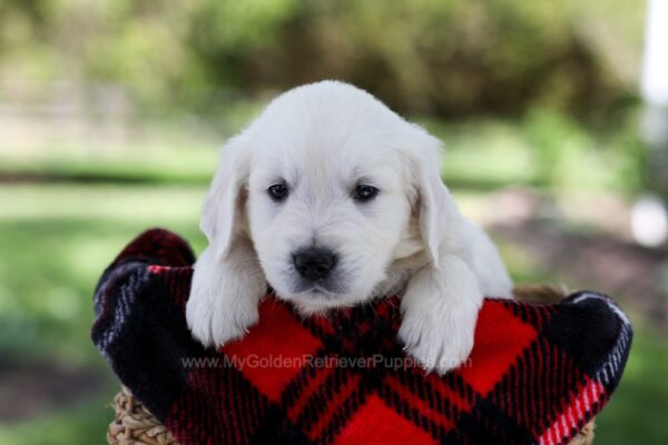 Image of Prince, a Golden Retriever puppy