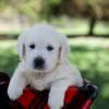 Image of Quade, a Golden Retriever puppy