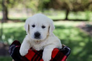 Image of Quade, a Golden Retriever puppy