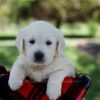 Image of Quade, a Golden Retriever puppy