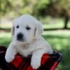 Image of Quade, a Golden Retriever puppy