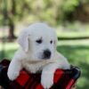 Image of Quade, a Golden Retriever puppy