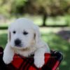 Image of Quade, a Golden Retriever puppy