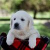 Image of Quade, a Golden Retriever puppy