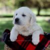 Image of Quade, a Golden Retriever puppy