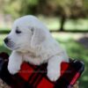 Image of Quade, a Golden Retriever puppy