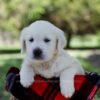 Image of Quade, a Golden Retriever puppy