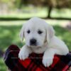 Image of Queenie, a Golden Retriever puppy