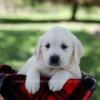 Image of Queenie, a Golden Retriever puppy