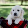 Image of Queenie, a Golden Retriever puppy