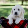 Image of Queenie, a Golden Retriever puppy