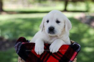 Image of Queenie, a Golden Retriever puppy