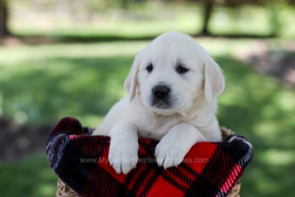Image of Queenie, a Golden Retriever puppy