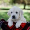 Image of Queenie, a Golden Retriever puppy