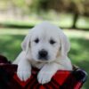 Image of Queenie, a Golden Retriever puppy