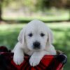 Image of Queenie, a Golden Retriever puppy