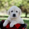 Image of Quincy, a Golden Retriever puppy