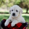 Image of Quincy, a Golden Retriever puppy