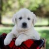 Image of Quincy, a Golden Retriever puppy