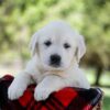 Image of Quincy, a Golden Retriever puppy