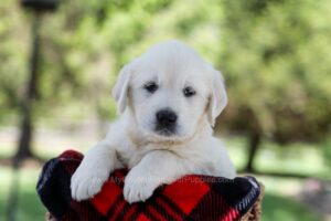 Image of Quincy, a Golden Retriever puppy