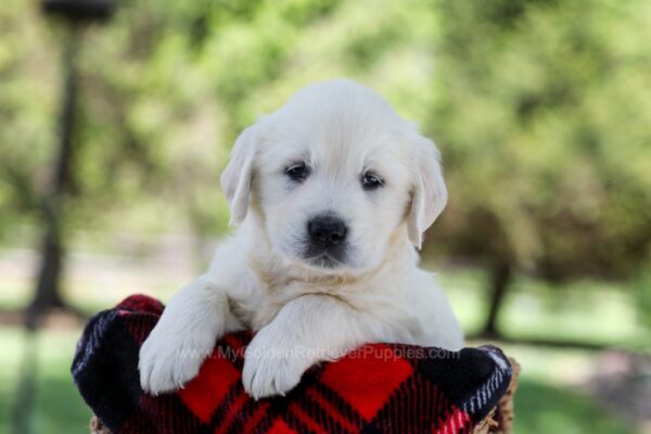 Image of Quincy, a Golden Retriever puppy