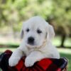 Image of Quincy, a Golden Retriever puppy