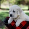 Image of Quincy, a Golden Retriever puppy