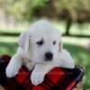 Image of Quincy, a Golden Retriever puppy