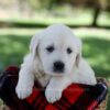 Image of Quincy, a Golden Retriever puppy