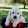 Image of Quincy, a Golden Retriever puppy