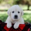 Image of Quinn, a Golden Retriever puppy