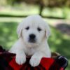 Image of Quinn, a Golden Retriever puppy