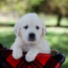 Image of Quinn, a Golden Retriever puppy