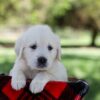 Image of Quinn, a Golden Retriever puppy