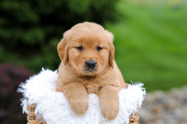 Image of Ralph, a Golden Retriever puppy