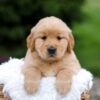 Image of Rita, a Golden Retriever puppy
