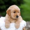 Image of Rita, a Golden Retriever puppy